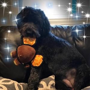 Meet your Posher, Diana